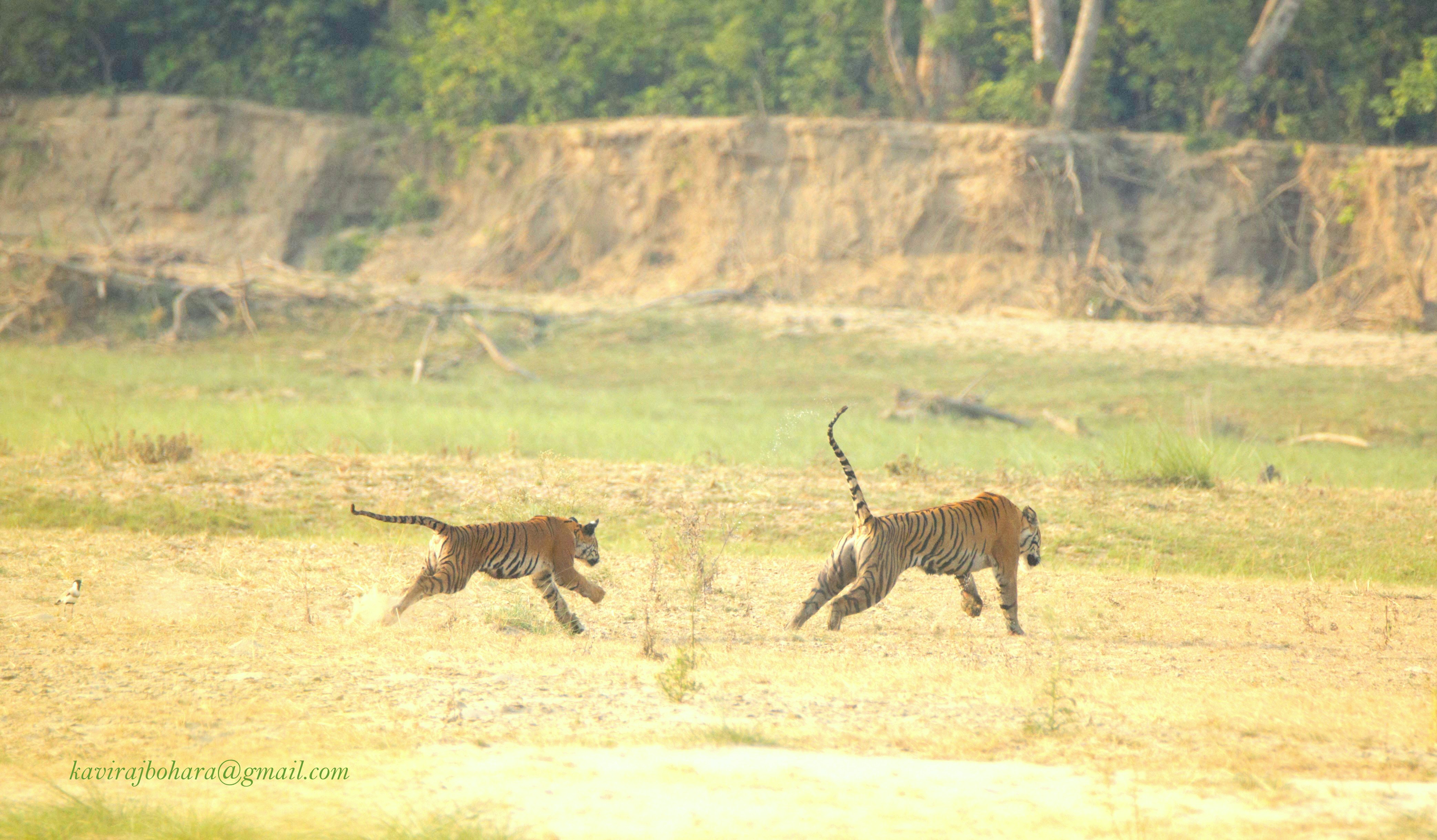 Shuklaphanta tiger cub death clarified: Park officials respond to media reports